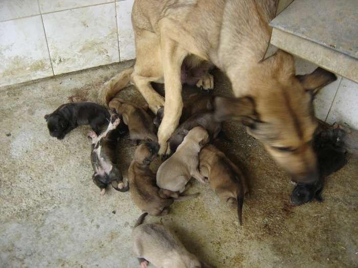 Otro caso de una madre y sus diez cachorros en la perrera ¿dejaremos que los vea morir uno a uno?
