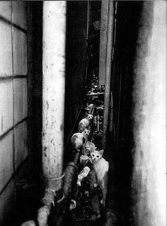 LAS CRIATURAS DE LA NOCHE DE DAIDO MORIYAMA