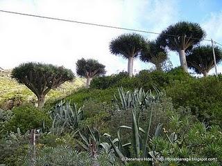 Dragos de Anaga: Dragos de Chamorga