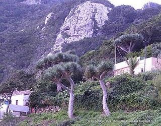 Dragos de Anaga: Dragos de Chamorga