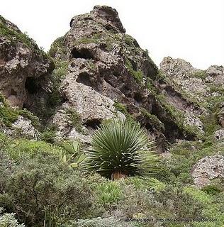 Dragos de Anaga: Dragos de Chamorga