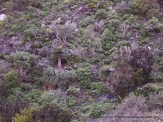 Dragos de Anaga: Dragos de Chamorga