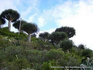 Dragos de Anaga: Dragos de Chamorga