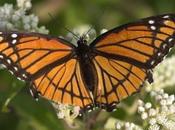 Efecto Mariposa