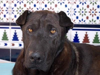 PERRITA QUE SE QUEDA EN LA CALLE A PUNTO DE PARIR!! SEVILLA.