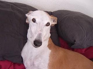 CAROLINA, GALGA QUE HAN LLEVADO A LA PERRERA PORQUE SUS DUEÑOS SE HAN DIVORCIADO