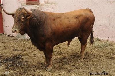 Los toros de Lima