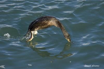 ¿Pueden los cormoranes explicarnos la evolución?