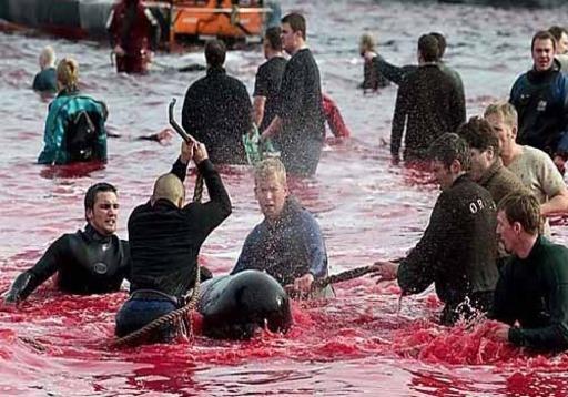 Record en la Matanza de Ballenas