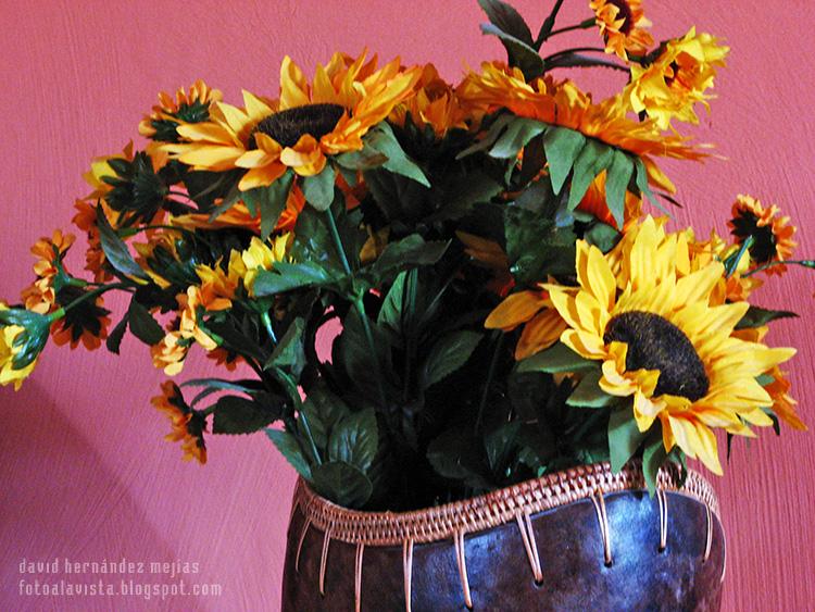 Girasoles en un florero en el interior de una casa pintada de rosa