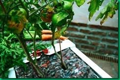 Urbanbuds_tomatoes