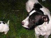 ACOGIDA URGENTE!!! Atropellada bebe calle!! ARCA CÓRDOBA