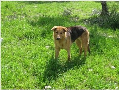 CIERA. Sus riñones se destrozarán sin el tratamiento. GRANADA