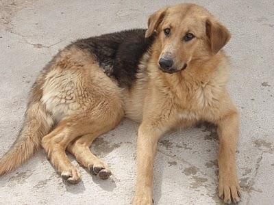 CIERA. Sus riñones se destrozarán sin el tratamiento. GRANADA