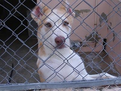 CACHORRITO CRUCE DE HUSKY BUSCA UN HOGAR.