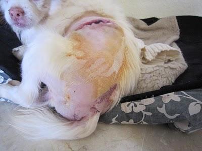 Copito, abuelito peludín peque, esta viviendo un infierno!