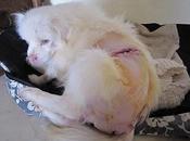 Copito, abuelito peludín peque, esta viviendo infierno!