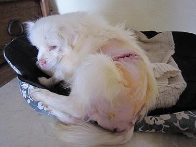 Copito, abuelito peludín peque, esta viviendo un infierno!