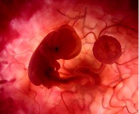 El embrión humano es una persona