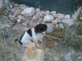 ALICANTE Peque, lleva meses en la orilla de la carretera. Amenazan con tirarle a la acequia.