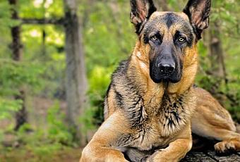 Top las 10 mejores razas de perros guardianes - Paperblog