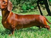 Particularidades raza Dachshund mejor conocida como “perros salchichas”
