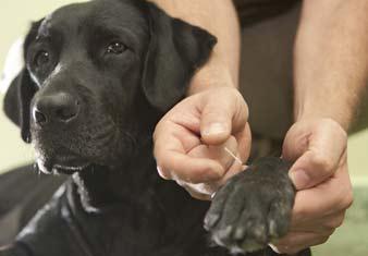 Ventajas de la acupuntura en perros acuper