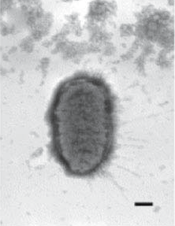 proteus ox-19