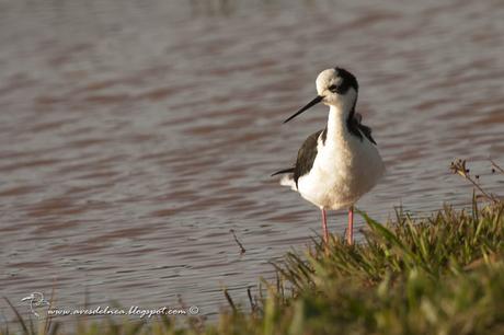 Tero real (Black-necked Stilt ) Himantopus mexicanus