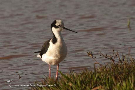 Tero real (Black-necked Stilt ) Himantopus mexicanus