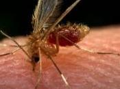 Cómo actuar contra picaduras mosquitos