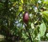 Cacao Chocolate