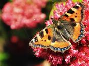 Aglais urticae (Linnaeus, 1758)