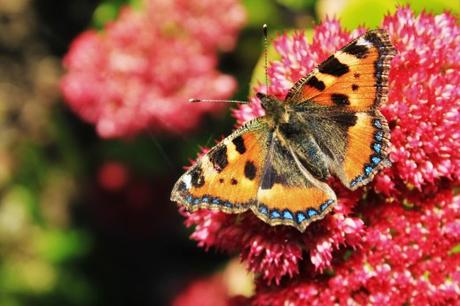 Aglais urticae, ortiguera, sobre un sedum en el jardín. Es una especie muy común en Gran Bretaña y bastante confiada.
