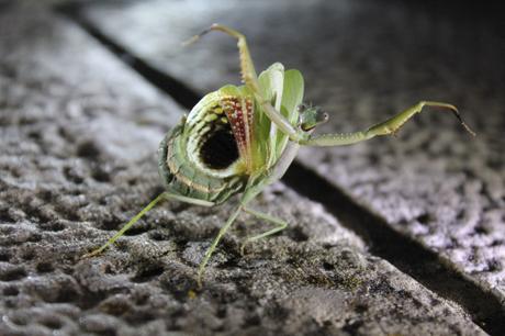 Iris oratoria