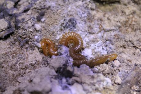 Un primo de la escolopendra que también vimos, el geofilomorfo Himantarium gabrielis. Este extraño y sinuoso animal se alimenta de lombrices, a las que abraza e impregna con una sustancia que el pobre gusano absorbe a través de la piel y acaba paralizado, pudiendo el geofilomorfo alimentarse de ella.