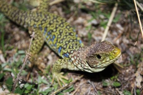 Lagarto ocelado (Timon lepidus)