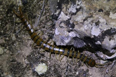 Scolopendra cingulata