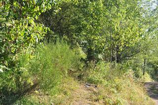 Algunas imagenes de Los espejos de la reina Verano 2015