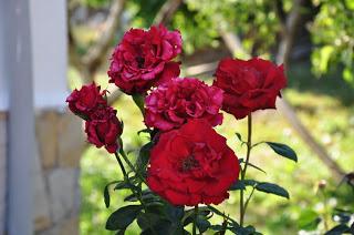 Algunas imagenes de Los espejos de la reina Verano 2015