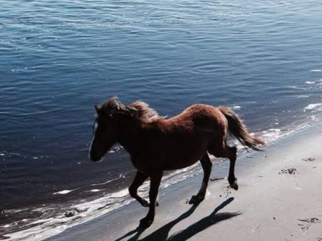 12079303_10153338981276137_8080622201012429013_n (1)