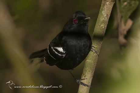 Batará negro (White shouldered Fire-Eye) Pyriglena leucoptera