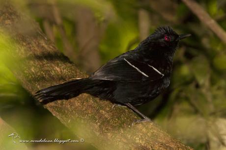 Batará negro (White shouldered Fire-Eye) Pyriglena leucoptera