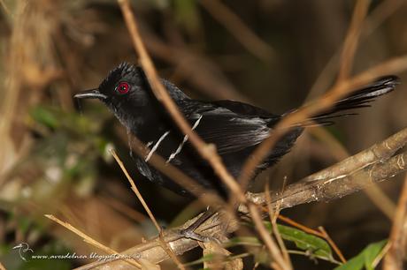 Batará negro (White shouldered Fire-Eye) Pyriglena leucoptera