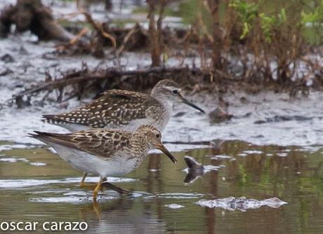 NEARTICAS EN ASTILLERO