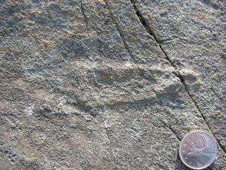 PALEOFICHA: Thectardis avalonensis