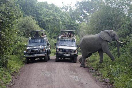 Safari por Tanzania