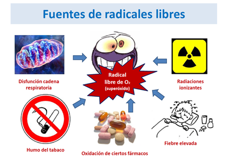 Factor de protección frente a los radicales libres 