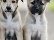 Consejos caninos 'Oct 2015'