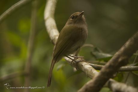 Mosqueta de anteojos (Drab-breasted pygmy Tyrant) Hemitriccus diops